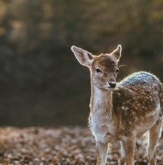 Daim dans une fôret